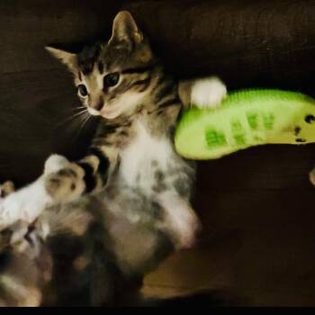 Domestic Short Hair Cats Available for Adoption in Evansville, Indiana - Disco Stew | PetCurious