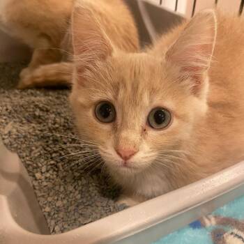 Gurgle -  Domestic Short Hair Cat for Adoption in Riverwoods, Illinois - Gurgle | PetCurious