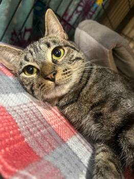 Lily -  Domestic Short Hair Cat for Adoption in Davenport, Iowa - Lily | PetCurious