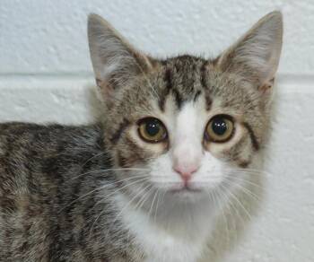 Gracie -  Tabby Cat for Adoption in Euclid, Ohio - Gracie | PetCurious