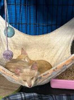 Rescue American Shorthair Cats for Adoption in Marble Falls, Texas - Wrangler& Levi | PetCurious