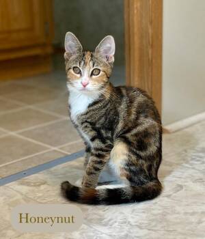 Honeynut -  Domestic Short Hair Cat for Adoption in Chalfont, Pennsylvania - Honeynut | PetCurious