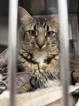 Osteoblast -  Domestic Medium Hair Cat for Adoption in Wichita, Kansas - Osteoblast | PetCurious