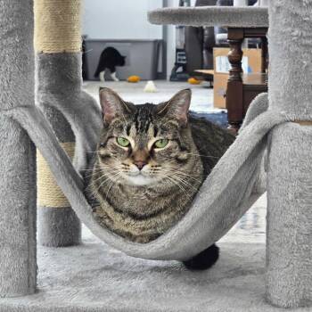 Stephanie -  Domestic Short Hair Cat for Adoption in Goshen, Indiana - Stephanie | PetCurious