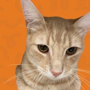 Radahn -  Domestic Short Hair Cat for Adoption in Reno, Nevada - Radahn | PetCurious