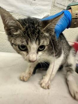 A273810 -  Domestic Short Hair Cat for Adoption in Chula Vista, California - A273810 | PetCurious