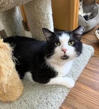 Mortimer -  Domestic Short Hair Cat for Adoption in Medina, Ohio - Mortimer | PetCurious