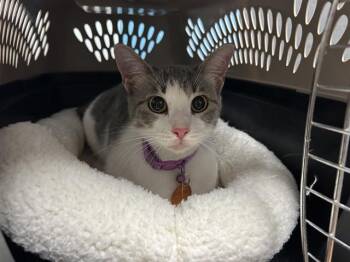 LUNA -  Domestic Short Hair Cat for Adoption in Rowlett, Texas - LUNA | PetCurious
