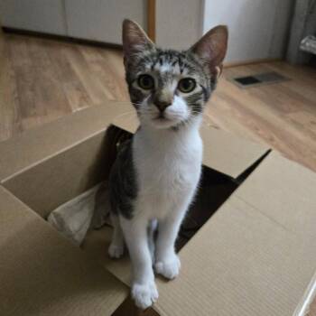 Pandy -  Tabby and Domestic Short Hair Cat for Adoption in Garland, Texas - Pandy | PetCurious