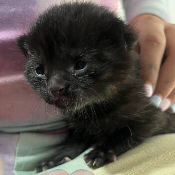 Domestic Short Hair Cats Available for Adoption in Salt Lake City, Utah - Hops | PetCurious