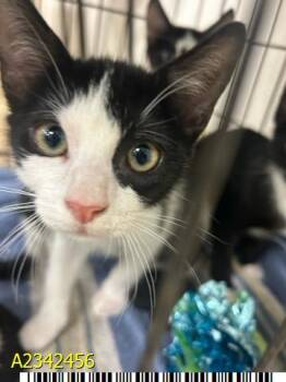 FREDDY PURRGER -  Domestic Short Hair Cat for Adoption in West Palm Beach, Florida - FREDDY PURRGER | PetCurious