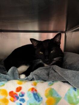 EK -  Domestic Short Hair Cat for Adoption in Cincinnati, Ohio - EK | PetCurious