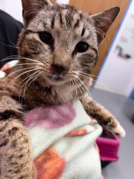 Coe -  Domestic Short Hair Cat Available for Adoption in Hartsville, South Carolina - Coe | PetCurious