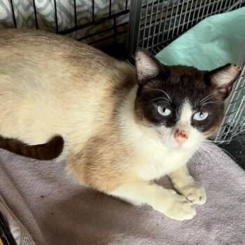 Terry -  Siamese Cat for Adoption in Kansas City, Missouri - Terry | PetCurious