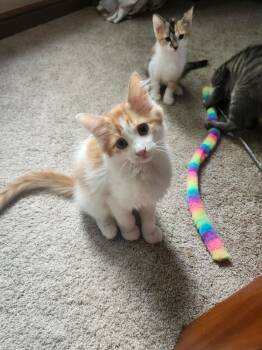 Pumpkin Latte (5 July kittens 5) -  Domestic Short Hair Cat for Adoption in Lewis Center, Ohio - Pumpkin Latte (5 July Kittens 5) | PetCurious