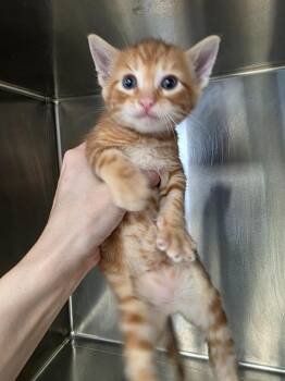 Thomas -  Domestic Short Hair Cat for Adoption in Carthage, Missouri - Thomas | PetCurious