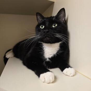 Tuxedo Cats Available for Adoption - Bunny | PetCurious