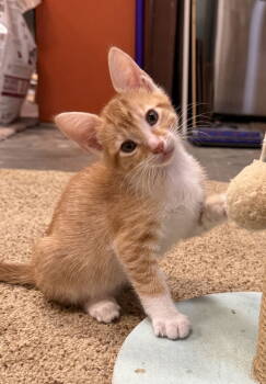 Rescue Tabby and Domestic Short Hair Cats for Adoption in San Luis Obispo, California - Red & Ted - Shoelace Wrasslers | PetCurious