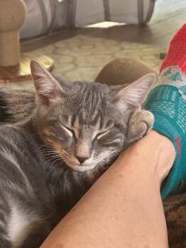 Alec -  Domestic Short Hair Cat for Adoption in Hampton, Virginia - Alec | PetCurious