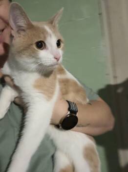 Rescue Domestic Short Hair Cats for Adoption in Ashland, Illinois - Nugget | PetCurious