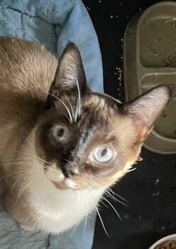 Rescue Siamese and Domestic Short Hair Cats for Adoption in Jurupa Valley, California - Mittens | PetCurious