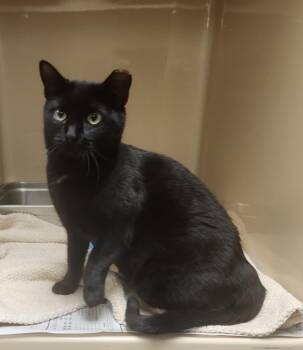 Rescue Domestic Short Hair Cats for Adoption in Clayton, New Jersey - Velvet | PetCurious