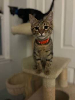 Tiger -  Tabby Cat for Adoption in East Greenwich Township, New Jersey - Tiger | PetCurious