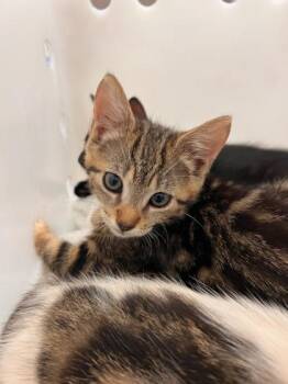 Tweety -  Domestic Short Hair Cat for Adoption in Honolulu, Hawaii - Tweety | PetCurious