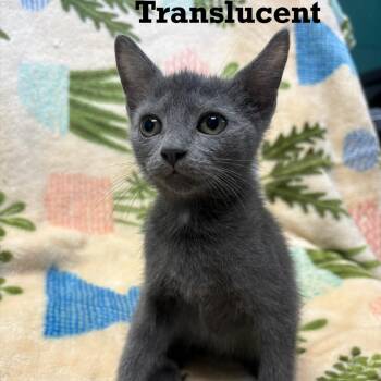 Translucent -  Domestic Short Hair Cat for Adoption in Parkersburg, West Virginia - Translucent | PetCurious