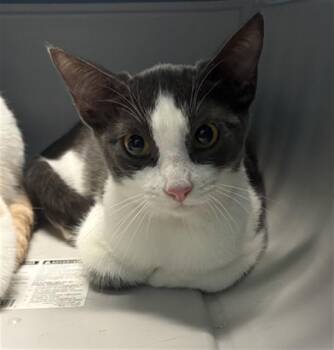 A662057 -  Domestic Short Hair Cat for Adoption in Houston, Texas - A662057 | PetCurious