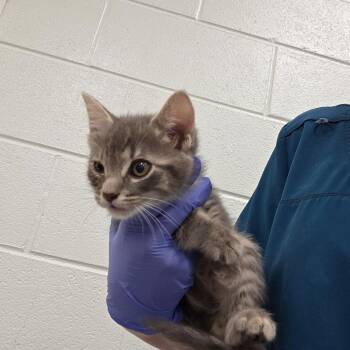 Stinker -  Domestic Short Hair Cat for Adoption in Chattanooga, Tennessee - Stinker | PetCurious