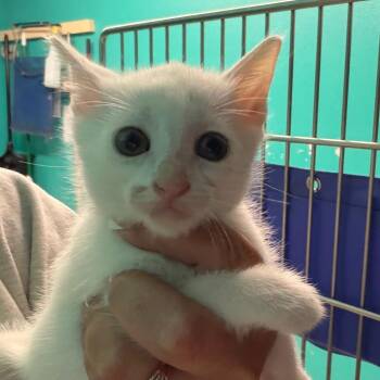 Domestic Short Hair Cats Available for Adoption in Lake Jackson, Texas - Cuba | PetCurious