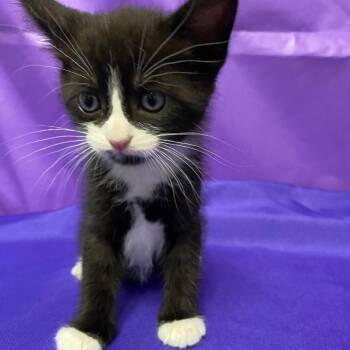 Domestic Medium Hair Cats Available for Adoption in North Myrtle Beach, South Carolina - Balbina | PetCurious