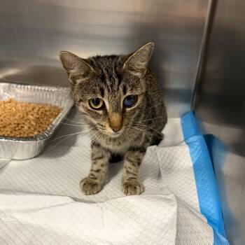 Aisha -  Domestic Short Hair Cat for Adoption in Greensboro, North Carolina - Aisha | PetCurious
