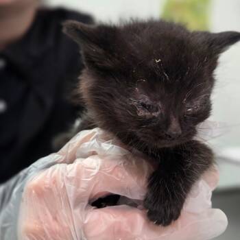 The Miz -  Domestic Short Hair Cat Available for Adoption in Charleston, West Virginia - The Miz | PetCurious