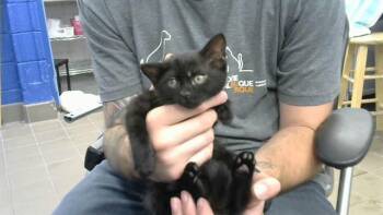 PLANET -  Domestic Short Hair Cat for Adoption in Albuquerque, New Mexico - PLANET | PetCurious