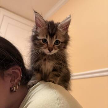 Domestic Long Hair Cats Available for Adoption in Madison, Wisconsin - Milo | PetCurious