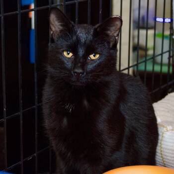 Rescue Domestic Short Hair Cats for Adoption in East Amherst, New York - Skip | PetCurious