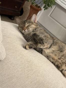 Domestic Medium Hair Cats Available for Adoption in Chandler, Arizona - EMBER | PetCurious