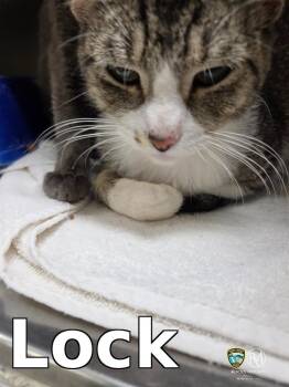 Lock -  Domestic Short Hair Cat Available for Adoption in Rocky Mount, North Carolina - Lock | PetCurious