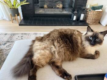 Charlie Rose -  Siamese and Himalayan Cat for Adoption in Laguna Niguel, California - Charlie Rose | PetCurious
