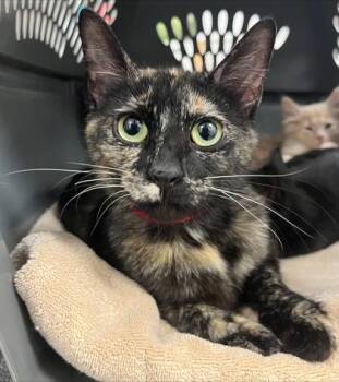 Domestic Short Hair Cats Available for Adoption in Westland, Michigan - Princess Carolyn | PetCurious