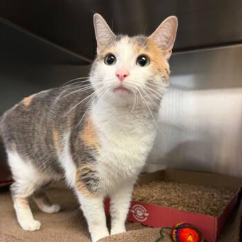 Domestic Short Hair Cats Available for Adoption in Newark, New Jersey - Honeybun | PetCurious