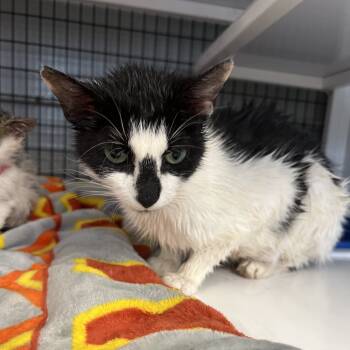 Rescue Domestic Short Hair Cats for Adoption in Ruckersville, Virginia - Susan | PetCurious