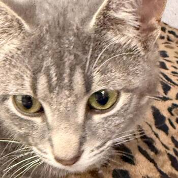 Domestic Short Hair Cats Available for Adoption - Wilde | PetCurious
