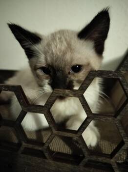 Aurelio -  Siamese and Snowshoe Cat for Adoption in Portland, Oregon - Aurelio | PetCurious