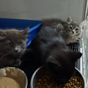 Domestic Long Hair Cats Available for Adoption - Lexie | PetCurious