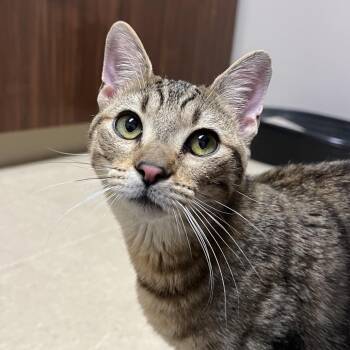 Domestic Short Hair Cats Available for Adoption in Fort Collins, Colorado - Poe | PetCurious