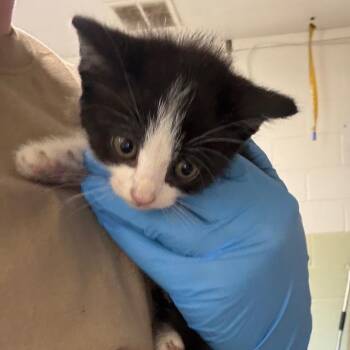 Isles -  Domestic Short Hair Cat for Adoption in Eureka Springs, Arkansas - Isles | PetCurious