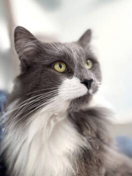 Domestic Long Hair and Maine Coon Cats Available for Adoption - Sylvester | PetCurious